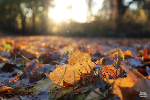Photograph at ground level of fallen leaves lit by the morning sunlight shining through a gap in the trees up ahead.