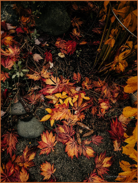 A scattering of fall colored leaves, including Japanese maple leaves with thin lobes in shades of orange and red, red red maples leaves(!), and bright yellow leaves from some shrubs on a gray pavement bordering a garden. There are gray rocks in the flower bed, a couple of mushrooms with white caps and long thin brown Douglas fir cones spotted with white sap. The effect is almost like a rich dark colored tapestry.