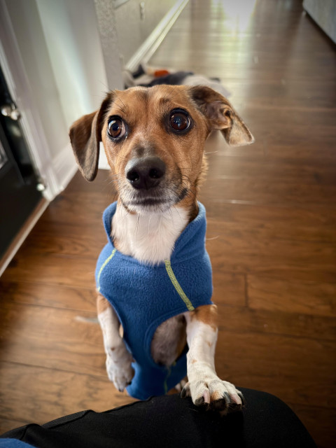 A dachshund standing on her back paws, with one front paw resting on my leg. She is wearing a blue fleece dog shirt, and is looking at me with big puppy dog eyes. 