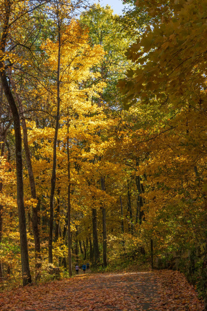 Vertically cropped landscape photograph of a fall scene on Clear Creek Trail in Coralville, Iowa. There is a gray concrete trail that extends from the bottom right frame that turns left, turns right, and then disappears behind dense trees and foliage. In the distance, near where the trail disappears, there are several people walking along the trail. The trail is covered in leaves and is in shadow highlighted here and there by sunlight passing through the canopy above it. The trail is bounded on either side by dense tall slender trees and undergrowth. There is a mix of shadow and light in the trees and most of the foliage is gold or yellow with patches of green and rust. The upper branches and leaves of a tall golden maple in the left frame are brightly highlighted by sunlight that has just topped the tall trees in the right frame.