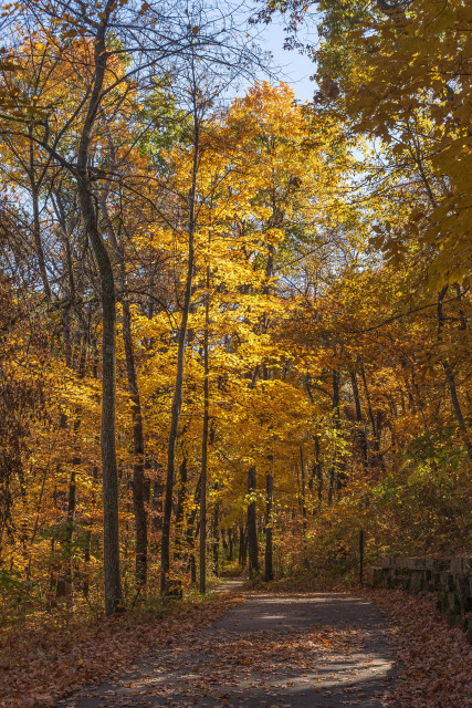 Vertically cropped landscape photograph of a fall scene on Clear Creek Trail in Coralville, Iowa. There is a gray concrete trail that extends from the bottom right frame that turns left, turns right, and then disappears behind dense trees and foliage. The trail is in shadow and highlighted here and there by sunlight passing through the canopy above it. The trail is bounded on either side by dense tall slender trees and undergrowth. There is a mix of shadow and light in the trees and most of the foliage is gold or yellow with patches of green and rust. The upper branches and leaves of a tall golden maple in the left frame are brightly highlighted by sunlight that has just topped the tall trees in the right frame.