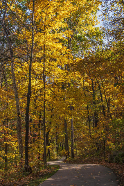 Vertically cropped landscape photograph of a fall scene on Clear Creek Trail in Coralville, Iowa. There is a gray concrete trail that extends from the bottom right frame that turns left, turns right, and then disappears behind dense trees and foliage. The trail is in shadow and highlighted here and there by sunlight passing through the canopy above it. The trail is bounded on either side by dense tall slender trees and undergrowth. There is a mix of shadow and light in the trees and most of the foliage is gold or yellow with patches of green and rust. The upper branches and leaves of a tall golden maple in the left frame are brightly highlighted by sunlight that has just topped the tall trees in the right frame.