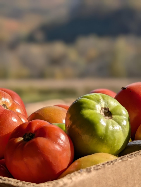 close up cross a cardboard box of tomatoes, green, red and yellow. The background is out of focus, last season's crops in a Mountain valley, with forested hills in the distance.