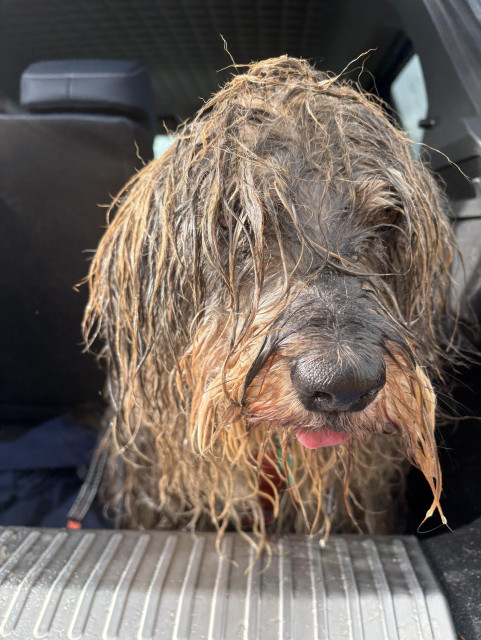 Wet dog in a car.