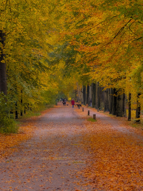 A straight, wide lane at the edge of a forest. The ground is  covered with a thick carpet of fallen orange and yellow leaves.

The canopy overhead is a vivid tunnel of golden, yellow, and deep orange foliage. The light filters through these brilliant leaves, casting a warm, soft glow over the scene. 

The trees lining the path are tall, with dark, straight trunks, contrasting sharply with the bright colors of the leaves. Several people are visible in the distance, walking along the path. 