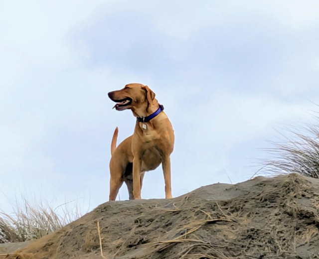 Golden lab is standing on top of a sand dune.
