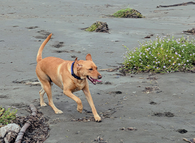 Golden lab is running on a sandy beach.