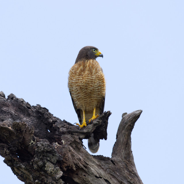 Ein Wegebussard (Rupornis magnirostris) steht auf den verwitterten Resten eines abgestorbenen Baums und hat den Kopf weit nach links gedreht.
Der Wegebussard ist ein kleiner, aber untersetzt und massig wirkender, meist graubrauner Greifvogel. In seiner Gesamterscheinung ähnelt er einem kleinen Habicht. Auffallend sind die oft kapuzenartig vom übrigen Körper abgesetzte, meist graue oder graubraune Kopf-, Hals- und Nackenpartie, die kurzen Flügel, die beim sitzenden Vogel weit vor der Spitze des verhältnismäßig langen, gebänderten Schwanzes enden und die ausdrucksvollen, großen Augen mit gelber Iris. Die Wachshaut, die das basale Drittel des sonst dunkel schiefergrauen Hakenschnabels bedeckt, sowie die Laufbeine sind ebenso gelb gefärbt.