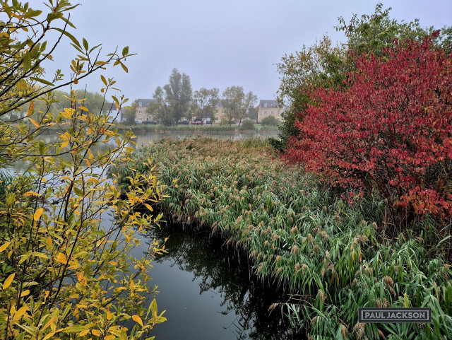 A tranquil autumnal scene by the water. Rich with contrasting colors and textures, dominated by the vibrant foliage of the changing season. On the left, branches with striking yellow leaves frame the edge of the dark, reflective water at the edge of a lake, while a dense, intensely red bush bursts with color on the right, creating a vivid juxtaposition against the muted greens and grays of the rest of the landscape.

A thick stretch of tall reeds or grasses growing along the water's edge, creating a lush, somewhat wild texture. These plants are a deep, healthy green, punctuated by hints of brown and gold as they begin to transition into their autumn phase. The background is softened by a layer of light mist, lending a serene quality to the scene. Through the haze, you can faintly make out a row of residential houses nestled among trees, suggesting a peaceful blend of nature and suburban life.
