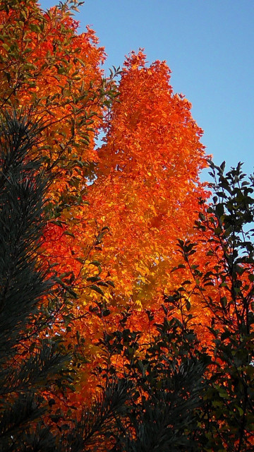 Orangish Maple leaves with shaded green leaves in the foreground, blue sky behind them.