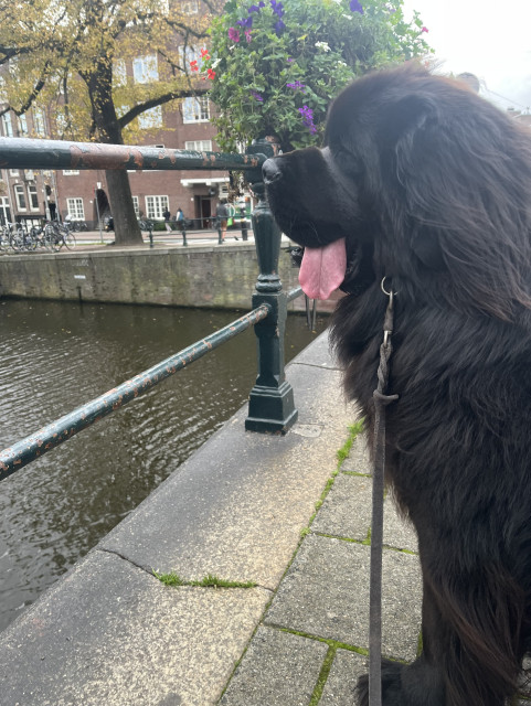 Odin the Newfie gazing into an Amsterdam canal with a mighty blep 