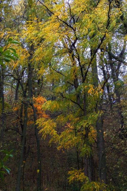 Close view at a small wooded hillside in fall coloration - slender dark tree trunks with green, yellow, and orange leaves. 
