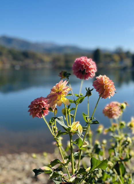 Some pink and peach dahlias with the lake in the background.