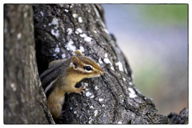 A close-up of a chipmunk perched on the rough bark of a tree, partially emerging from a crevice. The background is softly blurred in natural tones, highlighting the chipmunk’s sharp features and striped fur.