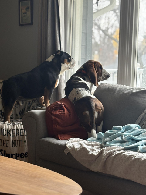 Bulldog and Basset Hound looking out the large window at front of house.Bulldog standing on chair and Basset standing on the couch. 