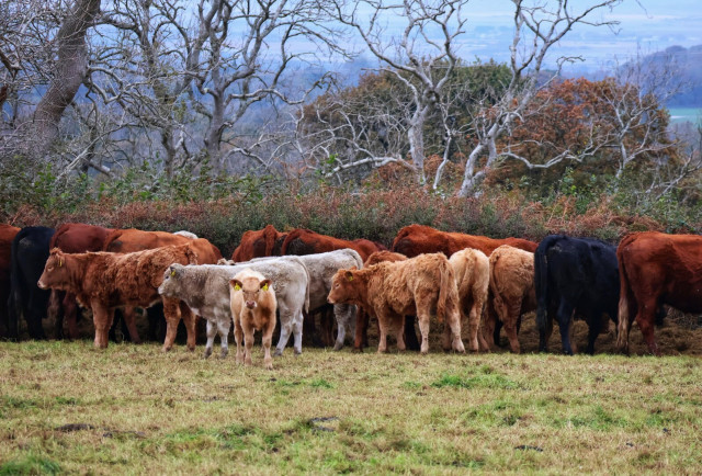 A herd of cattle, including both adult cows and younger calves, stands closely together in a grassy field. The cows vary in colour—ranging from dark brown and black to light tan and grey. The landscape features sparse, leafless trees and shrubs, suggesting a late autumn or early winter setting. The background reveals a distant, hazy view of rolling hills and open countryside, creating a serene, pastoral atmosphere. The cattle appear calm and are gathered in a natural, rural environment.
