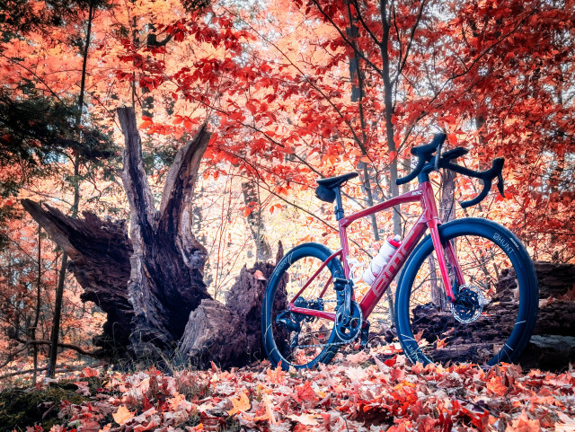 Photo of a red BMC Roadmachine road bike standing next to the trunk of a fallen tree in a forest. The floor of the forest is covered in autumn leaves that are red and brown and orange. Behind the bike is a thick forest of tall and slender trees that are showing orange and red and green and yellow leaves. 