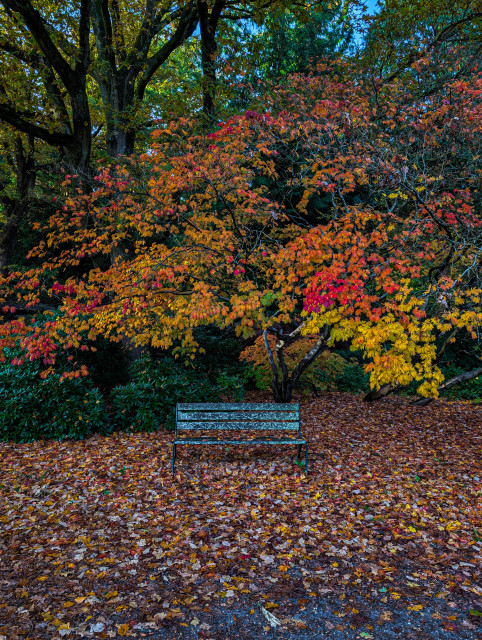 A wooden park bench, weathered and slightly worn, centered against a backdrop of striking fall foliage. The bench is a dark, muted green or grey, providing a contrast to the colorful surroundings.

The most dominant feature is the large tree behind the bench, which is bursting with leaves in shades of deep red, brilliant orange, and bright yellow. The ground is completely blanketed in a thick layer of fallen leaves, a mix of browns, reds, and yellows, reinforcing the seasonal theme. 