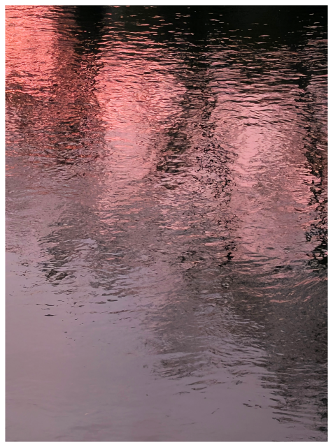 trees and the pink sunrise are reflected on a rippling water.