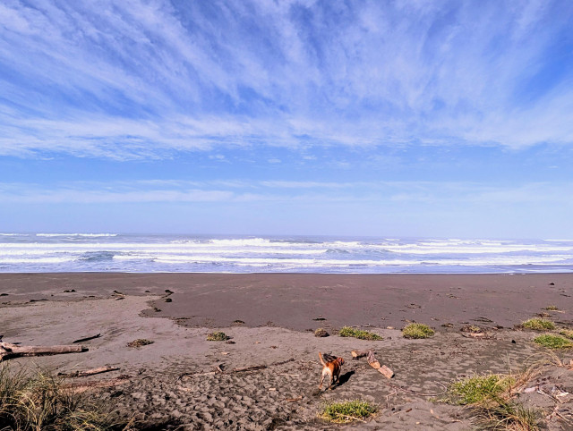 Golden lab is running on to the beach. Cloudy blue sky over the Pacific ocean.
