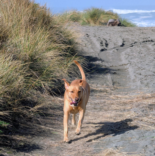 Golden lab runs back to see why I'm not keeping up with her on a sandy trail to the ocean.