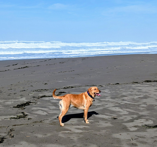 Golden lab is standing on the beach.