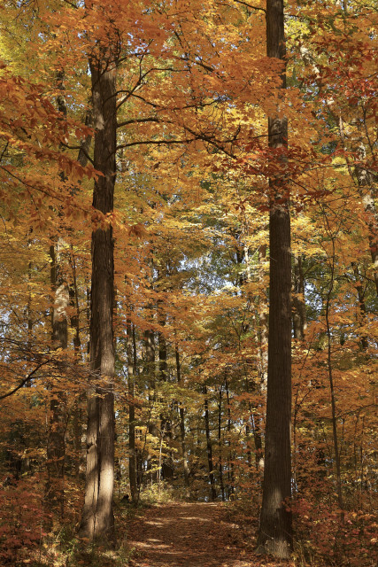 This is a portrait format photo of an autumn scene taken on a hiking trail that runs through a forest.  A mature tree is on both sides of the hiking trail at this point, each with many colourful leaves still intact. The colours are yellow and orange which create a real Fall vibe for the photo. The hiking trail is covered with fallen leaves which also adds to the colour pallet. It is a bright sunny day, so some shadows can also be seen in the frame. 