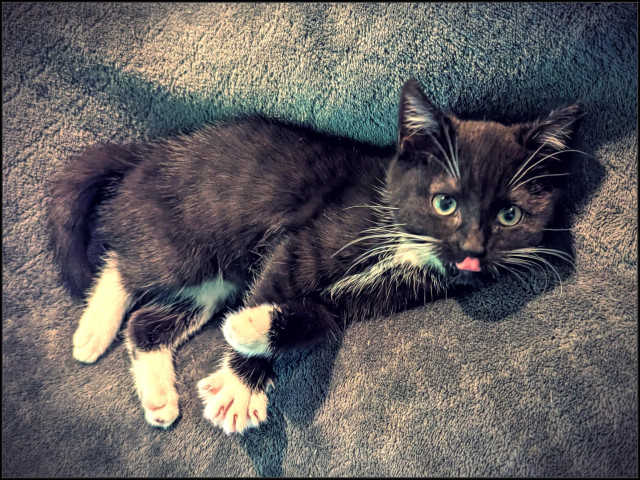 A little tuxedo kitten laying on her side on a grey fleece blanket. She's looking almost directly at the camera and her tongue is out, in the process of licking her nose.