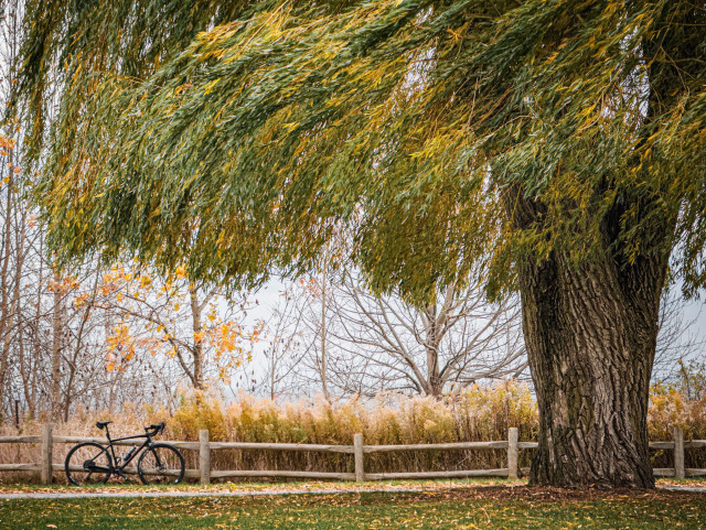 photo of a black Specialized Diverge gravel bike leaning against a beam and post fence under a willow tree. on the other side of the fence are some trees that are mostly bare, their leaves having fallen for the season. the willow tree is showing mostly green leaves with some yellow here and there. it’s branches are moving gently in the wind