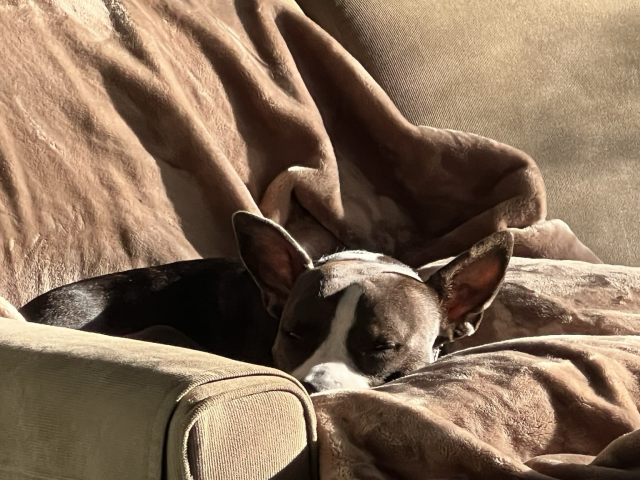 Dark dog with a white blaze and nose curled and cuddled into a “well” of plush tan blankets that gleam in the strong light pouring in an unseen window. A dull sage green sofa arm foreground and background. The pleats of the plush fabric look like Dutch Masters’ paintings 