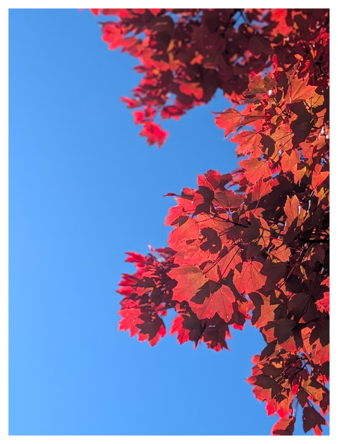 low-angle close-up of maple tree branches. the leaves are red and fill about half the screen at right. the left is clear, blue sky.
