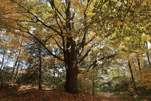 This is an Autumn season photo of a very mature deciduous tree alongside a hiking trail. Many leaves have already fallen to the ground and the leaves remaining on the tree are a mix of green, yellow and orange. It was taken on a fair weather day with traces of the blue sky visible through the branches. The sunshine creates an illuminating effect on the leaves in the upper branches.  The tree looks somewhat majestic and strong in terms of it's presence in the forest.