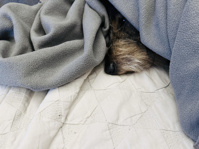 the nose and muzzle of a dachshund peaking out from a pile of blankets 