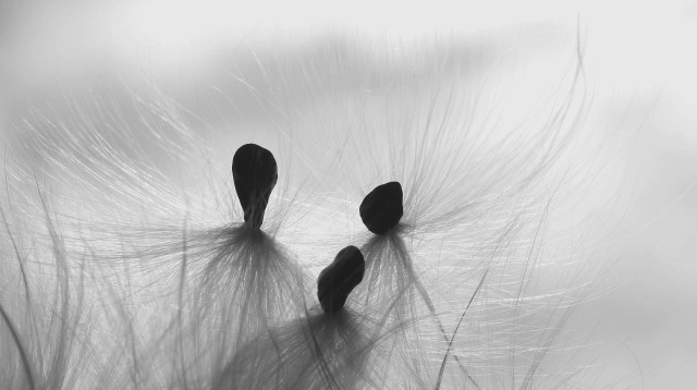 Black and white macro photograph of three dark, almost triangular milkweed seeds, still caught together as they emerged from their pods, with their almost white silky and shiny "hairs" in the air and standing out against a bright white background.

Photographie macro en noir et blanc de trois graines d'asclepiades foncées et de forme presque triangulaire, encore prises ensemble en sortant de leur gousse, avec leurs "cheveux" soyeux presque blancs et brillants dans les airs, se détachant sur un fond blanc éclatant.