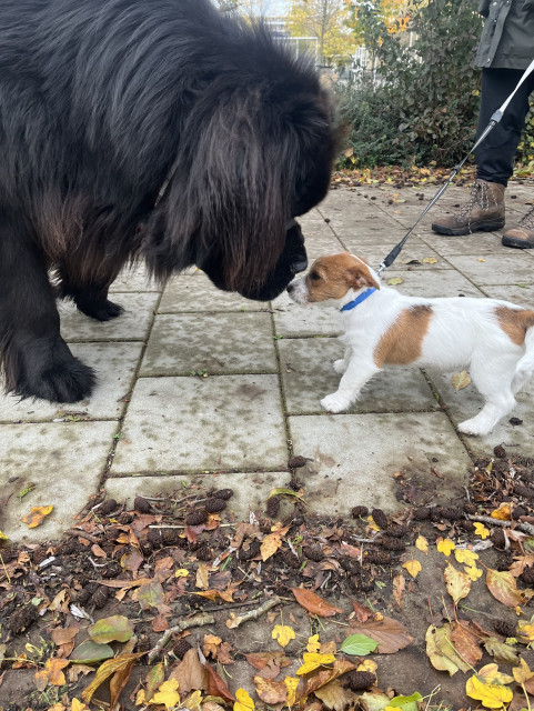 Odin the Newfie nose-to-nose with a puppy not much bigger than his nose 