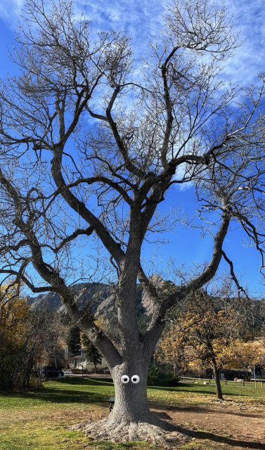A very tall tree with a very thick trunk, several secondary trunks, and many bare limbs and branches spreading in a dendritic pattern up toward the sky. The tree is standing in an open, grassy area in a park, with smaller trees, and mountains in the background, under mostly clear, blue skies with just a few cirrus clouds on an otherwise sunny, warm autumn morning. Oh, and some silly person has inexplicably added a pair of digital googly eyes to the trunk.