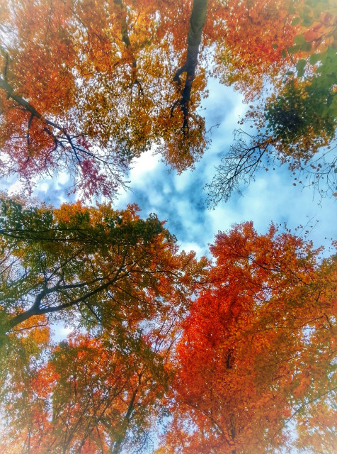 Tree canopy of autumnal colours