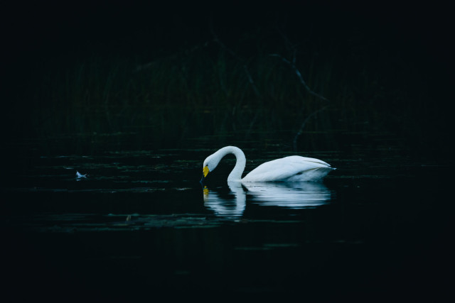 A dark photograph at dusk of a whooper swan in a lake. The swan is facing left and its head is low at the water surface.

A bit in front of the swan is a single feather on the water surface.

The swans image is mirrored, slightly distorted on the surface.

The water and background are quite dark.