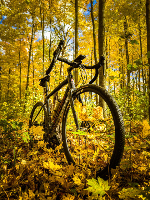 photo of a black Specialized Diverge gravel bike standing in a beautiful forest in autumn. the bike is surrounded by yellow and green and brown leaves. behind the bike, tall and slender trees reach up to a blue sky with yellow leaves