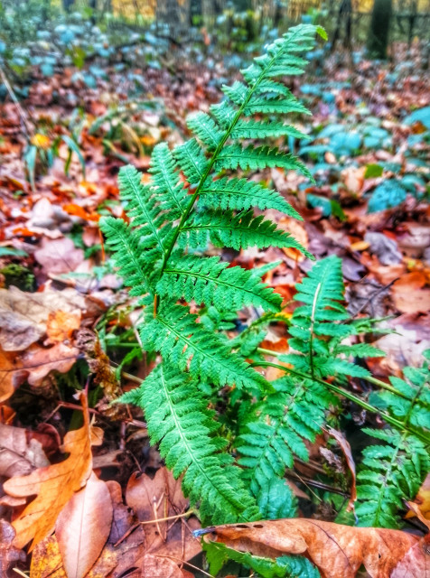 A fern emerging from autumn leaves