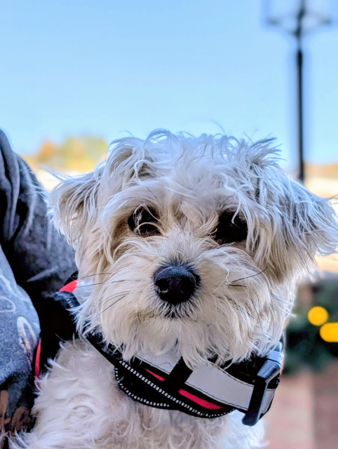 close up of a small dog with white shaggy fur and harness in their human's arms. the background is neutral and out of focus.