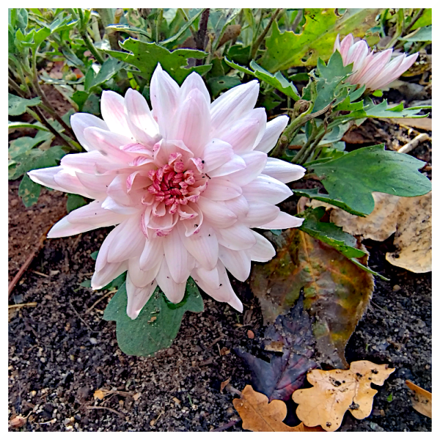 This is a close-up photograph of a pink flower growing in a garden. The flower is fully bloomed with many delicate, slightly pointed petals radiating outward from a central core. The petals are a light pink color, with some appearing almost white at the tips, and the core is a deeper, more concentrated pink. Surrounding the main flower are green leaves and several unopened buds, along with a few fallen, dried leaves on the dark soil. The image appears to be taken outdoors in natural light, with a slightly blurry background of other plants and foliage.

Provided by @altbot, generated privately and locally using Gemma3:27b