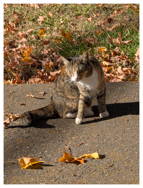 	A brown, black, and white tabby cat sits on a sunlit paved surface, surrounded by scattered orange and yellow autumn leaves, with green grass and more fallen leaves in the background. The cat looks alert and ready to move if necessary.