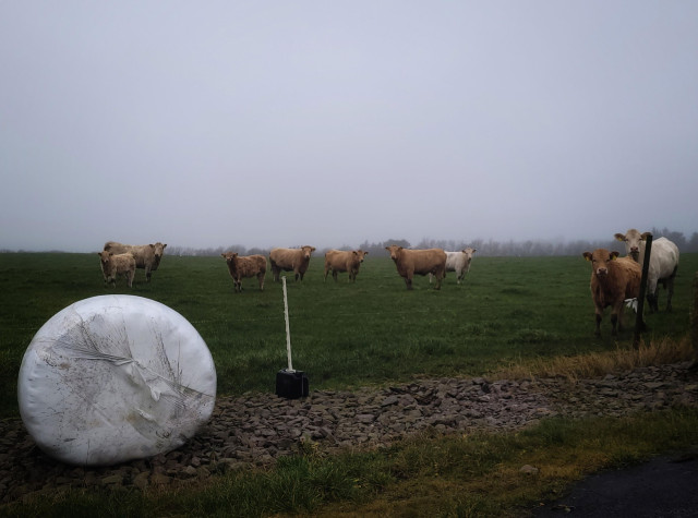 9 young bulls, some brown others white are standing on a pasture all looking in the direction of me.
The title references to a song by Rockwell; "Somebody's watching me"