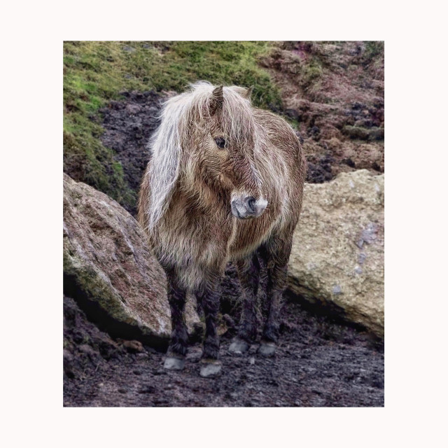 This is a colour art edited photo of a fluffy shaggy and slightly damp brown Dartmoor pony with a full blonde mane and muddy legs standing on the rocky terrain of Dartmoor National Park in the UK. 