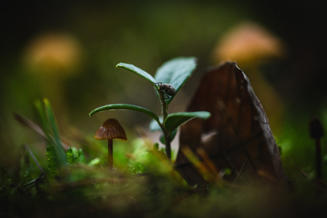 A close up photo of, in order from left to right, a tiny brown mushroom, a very small lingonberry shrub with one leaf growing over the cap of the mushroom, a small beetle sitting on the lingonberry shrub and a brown leaf, lying on its side so that it sticks up from the ground.

In the blurry background there are to larger, but still quite small, brown/orange mushrooms and in the foreground some moss and forest debris.