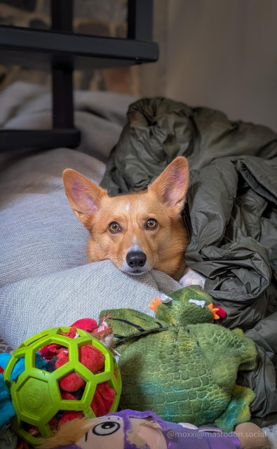 moxxi the corgi is in a grey bean bag under a green blanket. she's staring at the camera and only her head is visible. there's a pile of toys in front of her.