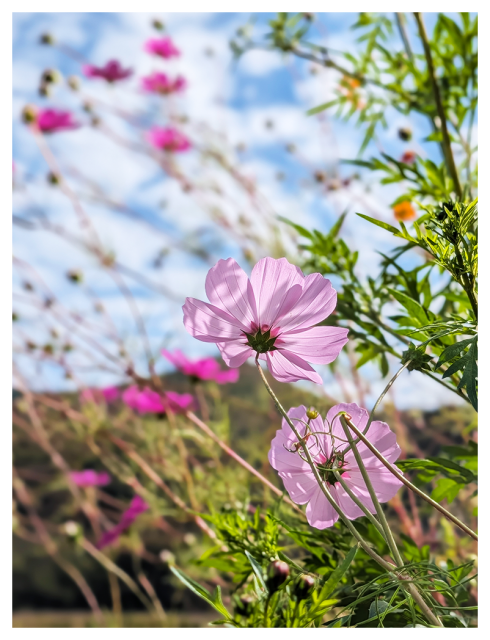 	
Two delicate pink cosmos flowers are in focus, surrounded by green foliage. Blurred pink flowers and stems appear in the background, with a bright blue sky and scattered clouds