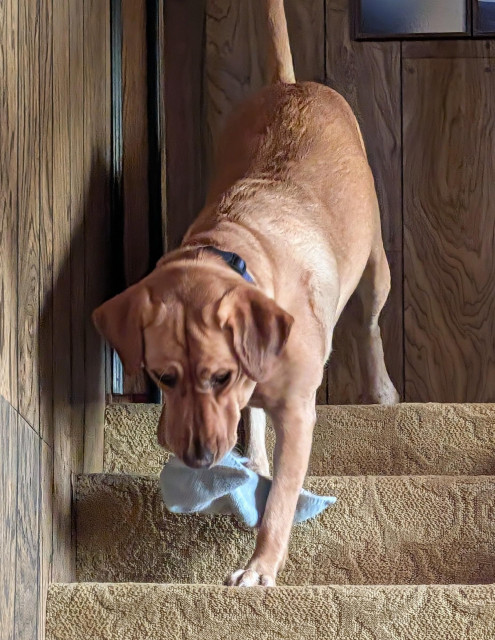 Golden lab is bringing a stray green washcloth down the stairs to the laundry room.