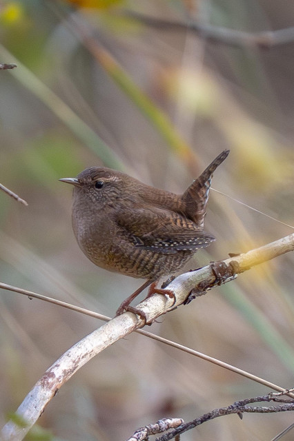 This is an adult Eurasian wren, seen side-on, perched on a dead, dry branch against a backdrop of blurred forest ground vegetation. The bird raises its tail, a distinctive feature of the genus Troglodytes.